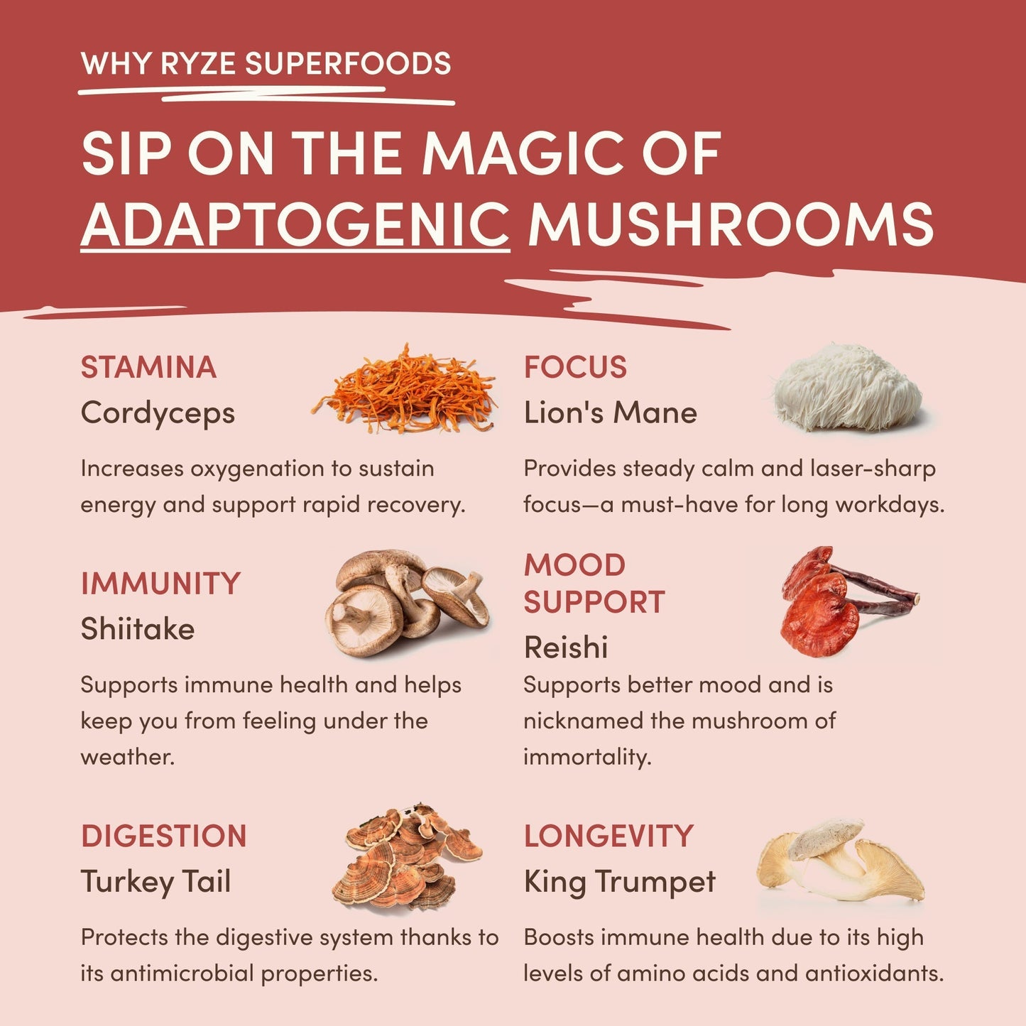Mushroom Chai (20 Servings)
